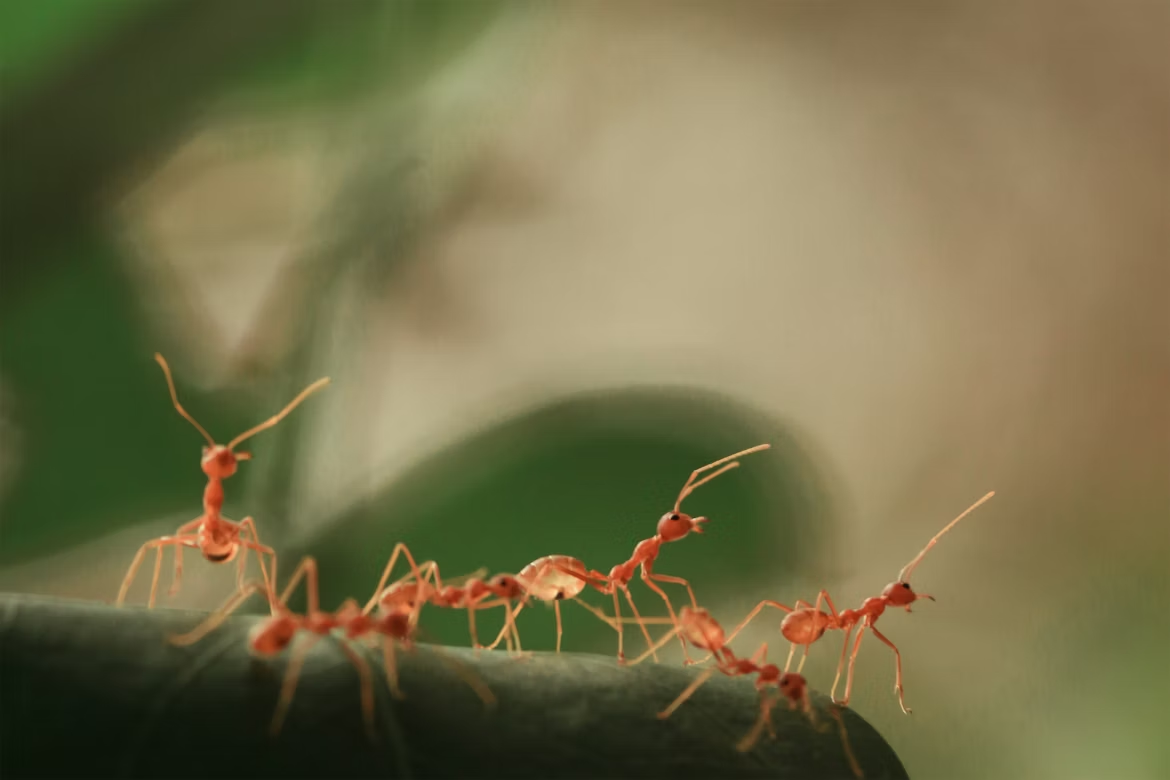 Comprehensive Ant Control Services